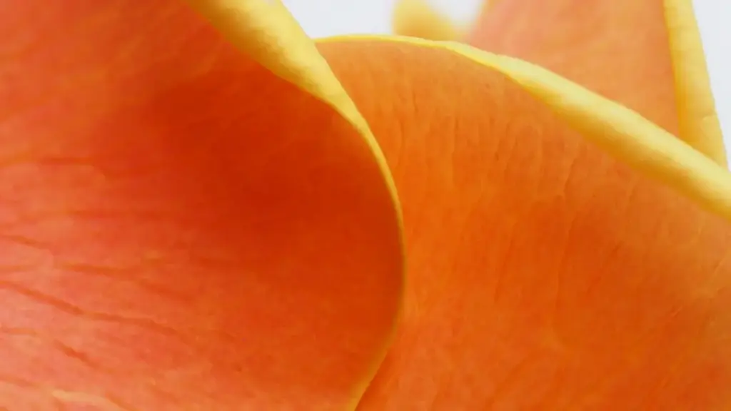 ShareChat arkaly Hindistanly brendlerden mugt nusga almak üçin real taktika: kontakt, içerik formaty, timing we regional brendler bilen nähili işleşmeli — praktiki ýollanmalar.