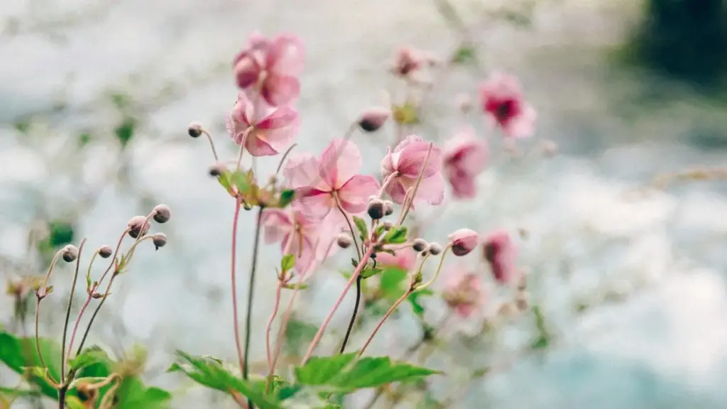 Awstriýaly Twitch kreýtorlaryny tapmak, ygtybarlylyk barlagy we jemgyýetçilik jogapkärçiligini başlatmak barada praktiki we ýerli maslahatlar.