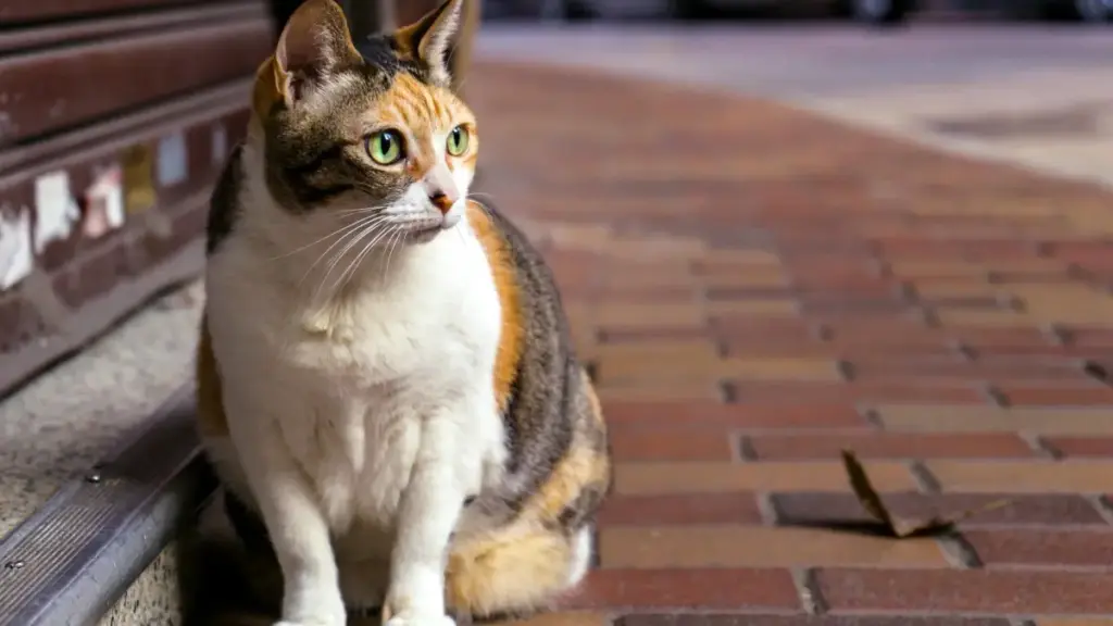 Fransuz Apple Music döredijilerini tapyp, saglyk we wellness rutinalaryny täsirçiler vasitasy bilen aýratyn we ynamdar görnüşde mahabatlamak üçin praktiki ýol-ýörelgeler, gurallar we lokal bazar insightleri.