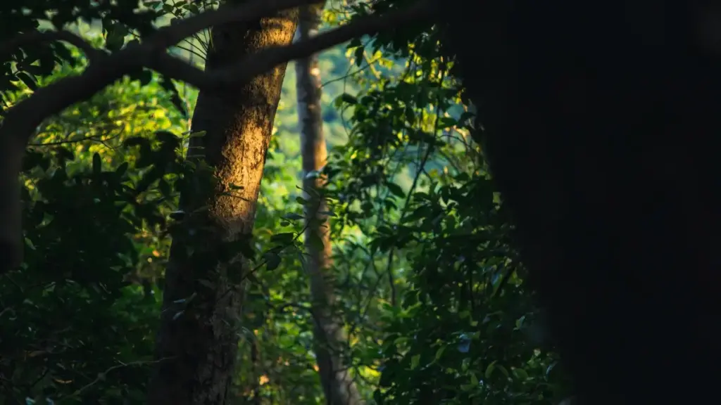 Meksikadaky Roposo döredijilerini tapyp, livestream içine marka habaryny organiki we howpsuz goşmak üçin ýerli strategiýalar, platform salyp görmeleri we tejribeli maslahatlar.