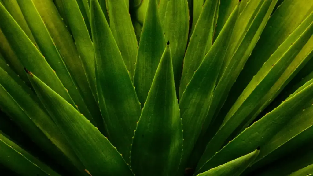 Turkmen döredijilerine Ebay-de Kisiwan (Ivory Coast) markalary bilen giveaway hyzmatdaşlygyny nähili başlatmaly