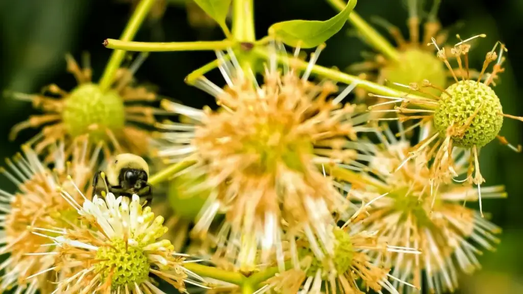 Awstraliýaly KakaoTalk döredijilerini esports kampaniýalary üçin tapmak — praktiki ädimler, ýerli strategiýalar we cross‑platform mümkinçilikler bilen.