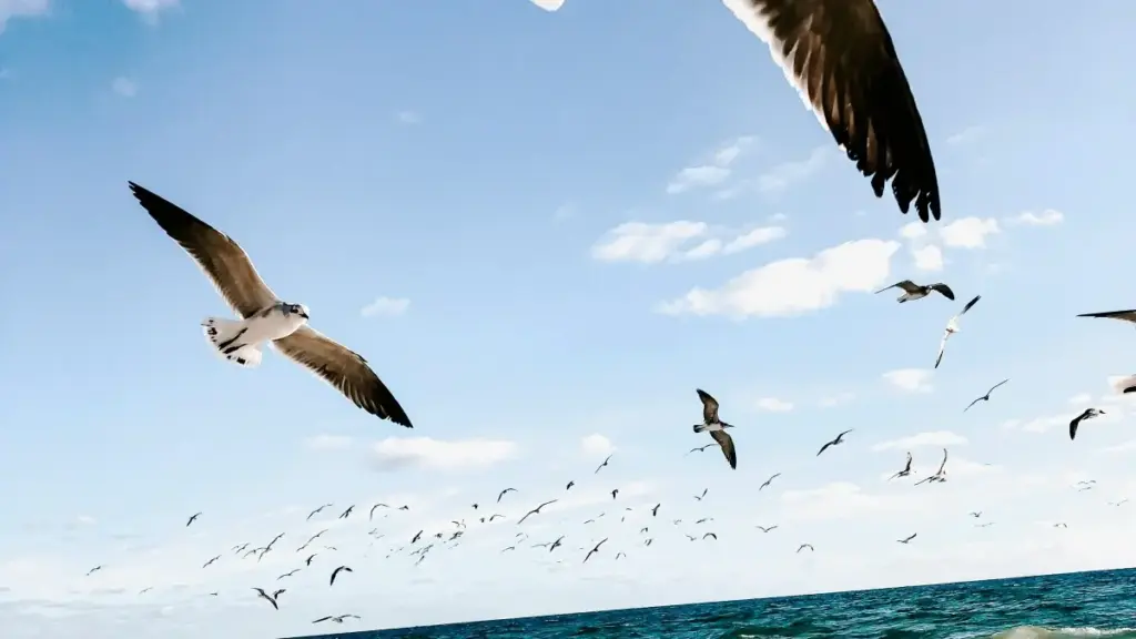 Meksikada ýerleşýän WeChat döredijilerini tapmak, PR paketleri ibermek we hyzmatdaşlygy gurmak üçin amaly strategiýalar, howpsuzlyk we ýerli trendler.