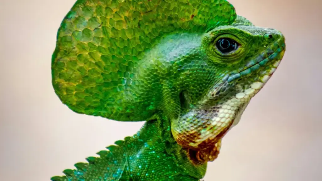 Turkmenistanly reklama berýänler üçin praktik gollanma: Nigeria Threads döredijilerini tapmak, howpsuz aragatnaşyk, mahaly hyzmatdaşlyk we real-häsiýetli wakalaryň vlog formatyna öwürmek.