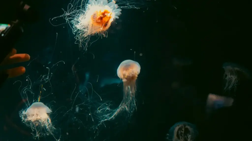 Finlandiýaly Discord döredijilerini tapmak we kiçi täsir edijiler bilen mikro-synaglar geçirmegi üçin praktiki ýollar, howpsuzlyk we lokal strategiýalar.