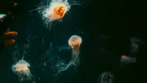 Finlandiýaly Discord döredijilerini tapmak we kiçi täsir edijiler bilen mikro-synaglar geçirmegi üçin praktiki ýollar, howpsuzlyk we lokal strategiýalar.