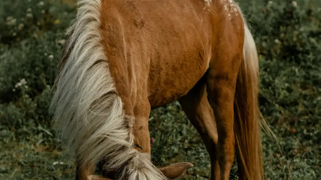 Josh-da Jordan brendlerine ýetmegiň praktiк ädimleri: içerik formaty, niş toparlar, we ýerli taktikalaryň gysgaça gollanmasy.