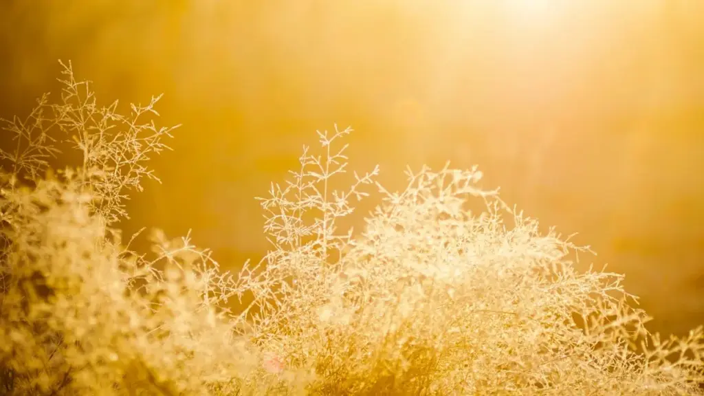 Boliviaýaly SoundCloud döredijilerini tapmak we täze gözelik lansmanlaryny eltip ýetirmek boýunça praktiki, ýerli strategiýalar we kampaniýa ýollary.