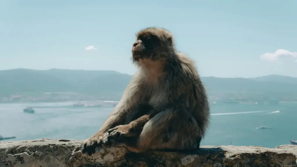 Japan Lazada-da täzelikçiler bilen işlemek üçin praktiki ýol-häsiýetler, Lazada-nyň AI gurallary we ýerli täsirli strategiýalar.