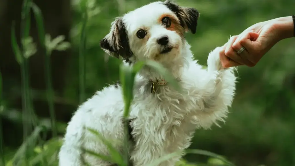 Xiaohongshu we Dianping birleşiginden nädip peýdalanmaly: Nepal markalary bilen işleşmek, ýatlaýyş strategiýasy we howpsuz sponsorship ýol-gollanmasy.