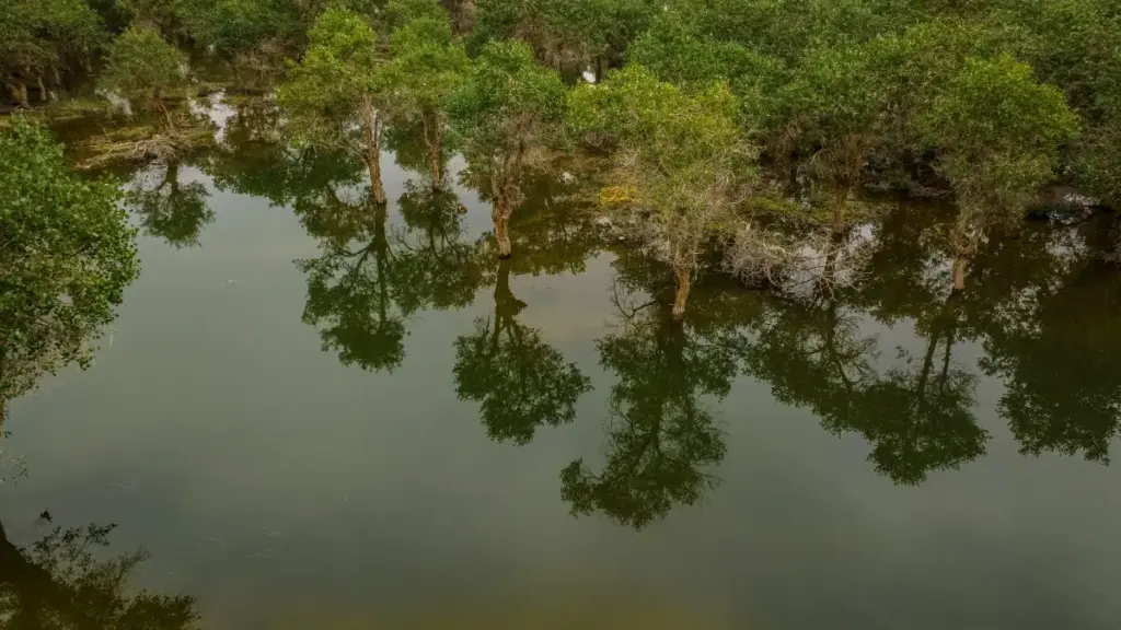 Turkmen dillerinde praktiki ýol-häsiýet: Armenia Facebook kreativlerini, nano/mikro profil strategiýasy we Meta alýetnamalary bilen top yaratjylar bilen bilelikde haryt liniýasyny ösdürmegiň älleri.