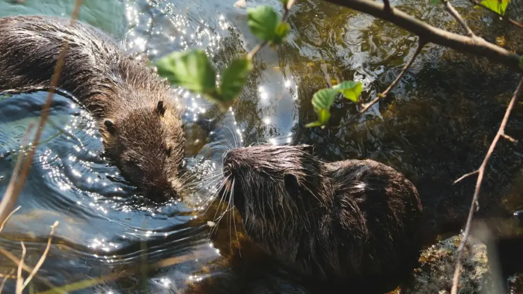 Turkmenistan reklamçylary üçin praktiki gollanma: Ethiopia Moj döredijilerini nähili tapmak, product seeding strategiýalary we ýerli göwnejaý beauty bloggerlere ýetirmek.