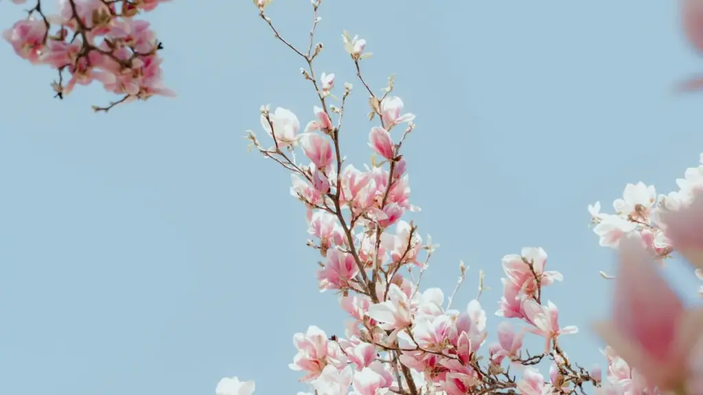 Awstriýada Reddit döredijilerini nädip tapmaly we hyzmatdaşlyk edip viral wideo öndürmeli: konkret ädimler, howpsuzlyk we üpjünçilik maslahatlary üçin ýerli rehber.