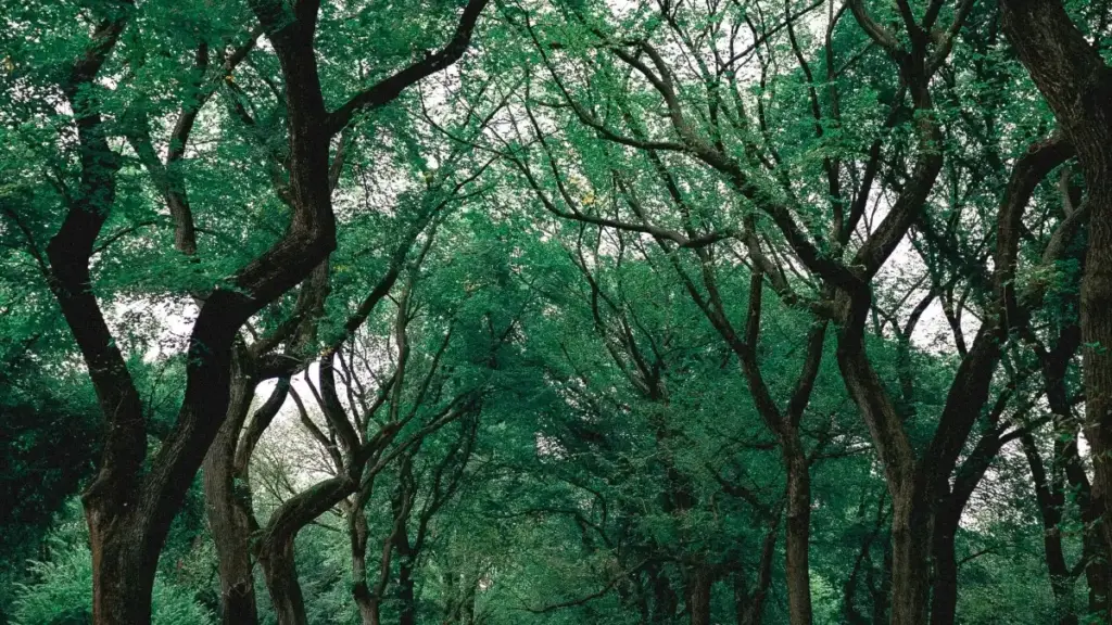 Islandiýaly Snapchat içerik ýaradijylaryny tapmak, lokallaşdyrmak we stil influencerleri bilen hyzmatdaşlyk gurmak üçin praktiki, ýerli strategiýalar we ädimme-ädim gollanma.