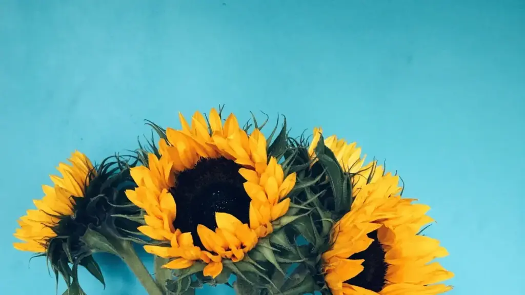 Kroatiýada Shopee içerik ýaradýan mikro-influencerlary tapmak we product trial kampaniýalaryny başlatmak üçin lokal strategiýalar, kanallar we praktik ädimler bilen tanyşdyrma.