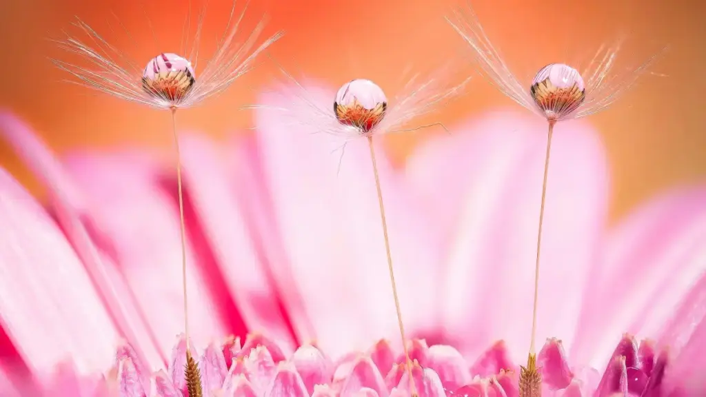 Paraguay Reddit döredijilerini Nişanlama, habarlaşma we ölçegler bilen APP ýüklendirmelerini artdyrmak üçin praktik ýol-ýörelgeler we ýerli strategiyalar.